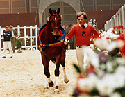 Triumphator Koerung OL86